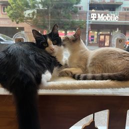 Cats cuddling Cats cuddling