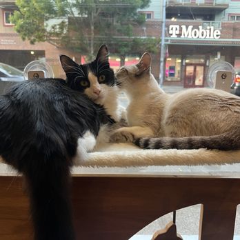 Seattle Meowtropolitan - Cats cuddling - Themed Cafes Near Me - Seattle, Washington Seattle Meowtropolitan - Cats cuddling - Themed Cafes Near Me - Seattle, Washington
