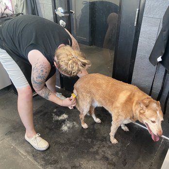 Market Street Pet Depot - Self wash room - Pet Groomers Near Me - Gilbert, Arizona