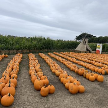 Farmer John's Pumpkin Farm - pumpkins - Pumpkin Patches Near Me - Half Moon Bay, California Farmer John's Pumpkin Farm - pumpkins - Pumpkin Patches Near Me - Half Moon Bay, California