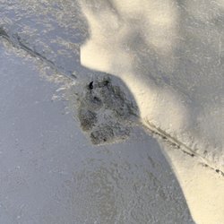 Army Ant Premium Excavation Services - oops, puppy paw!