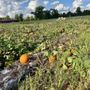 Photo of Hall Family Farm