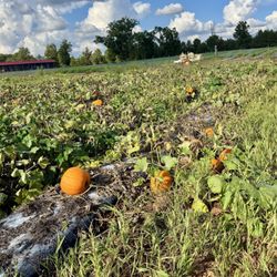 Hall Family Farm - Pumpkins