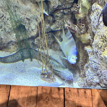 Jennette's Pier - Aquariums Near Me - Nags Head, North Carolina