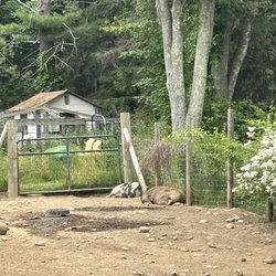 Boho Farm - Pigs