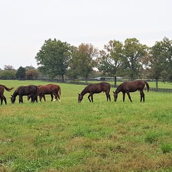 Hermitage Farm - Some of the young horses in the pasture.  These were about 9 months old. - Venues & Event Spaces Near Me - Goshen, Kentucky