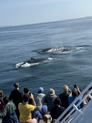 Hyannis Whale Watcher Cruises by null