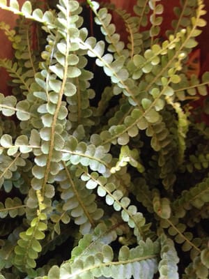 Homecoming by null Homecoming by null