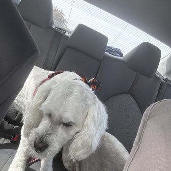 Bark and Bubbles - My beautiful Grace - Pet Groomers Near Me - Sierra Vista, Arizona