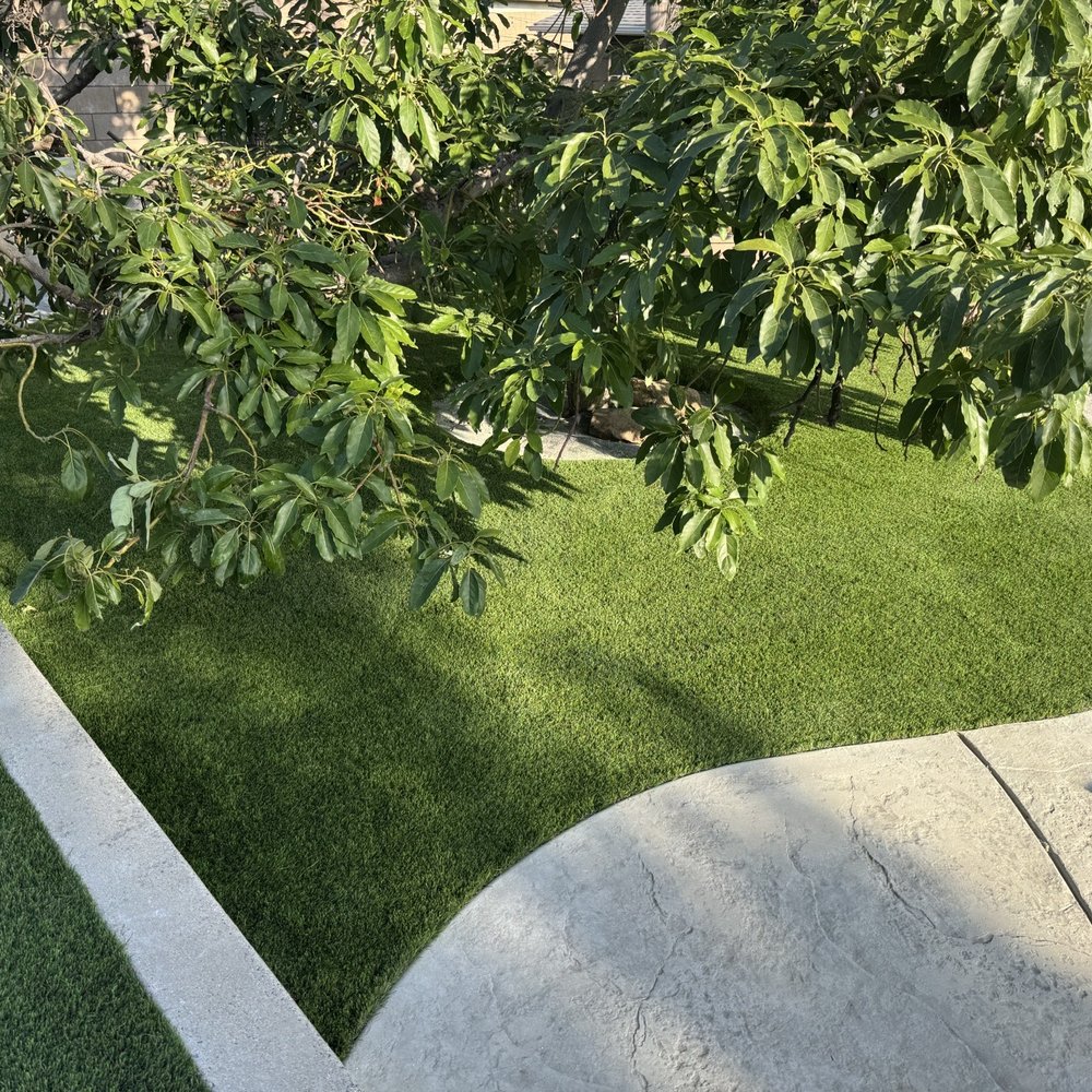 Big Bully Turf - Under a tree - Landscaping Near Me - Henderson, Nevada