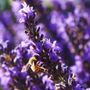 Photo of Columbia View Lavender Farm