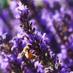 Columbia View Lavender Farm