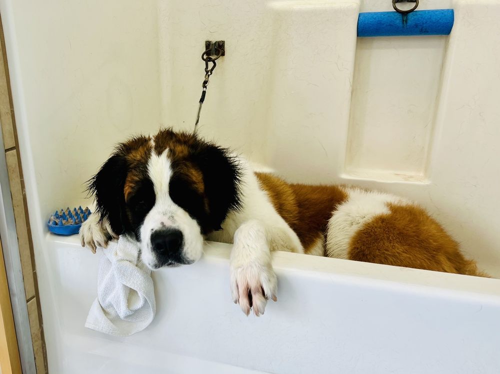 THE DOGGIE SPA Updated June 2024 82 Photos & 130 Reviews 19365