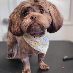 Doggy Do's Grooming