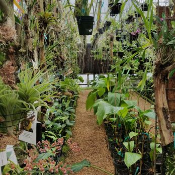 E.F.G. Orchids - Nurseries & Gardening Near Me - Deland, Florida E.F.G. Orchids - Nurseries & Gardening Near Me - Deland, Florida
