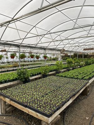 【OK plant】 Big Plants Chicago