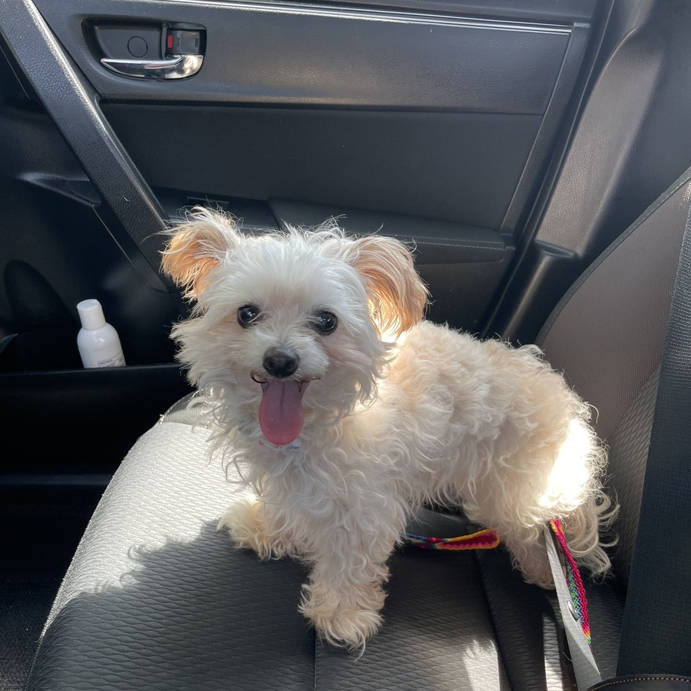 Heavenly Paws - Before - Pet Groomers Near Me - Upland, California