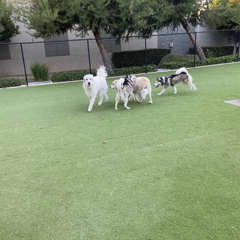 Barker Ranch Dog Park - Large dog side - Dog Parks Near Me - Lake Forest, California Barker Ranch Dog Park - Large dog side - Dog Parks Near Me - Lake Forest, California