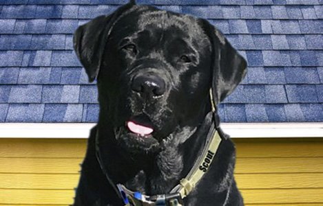 Slide of Blue Dog Roofing & Construction