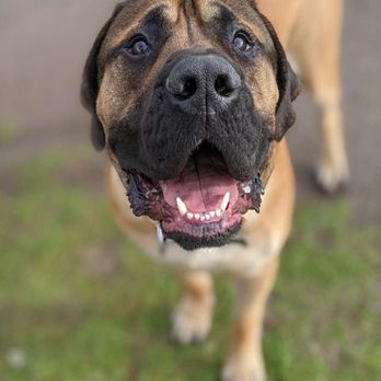 Dog Adventures Northwest - Happy, sleepy puppies are the easiest puppies. - Pet Sitting Near Me Dog Adventures Northwest - Happy, sleepy puppies are the easiest puppies. - Pet Sitting Near Me