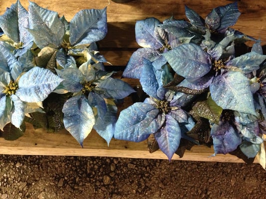 Homestead Gardens by null