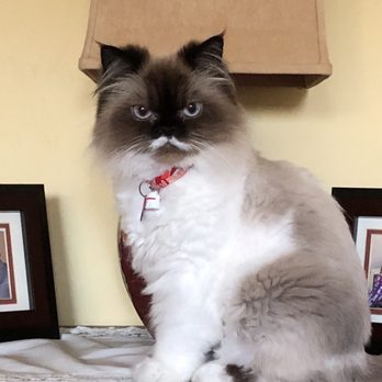 The Catty Wagon - After - Pet Groomers Near Me - Lytle Creek, California