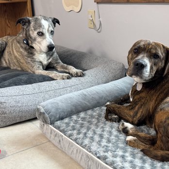 Happy Hound House - Dexter and Mayhem just chillin' - Pet Boarding Near Me - Chesterland, Ohio Happy Hound House - Dexter and Mayhem just chillin' - Pet Boarding Near Me - Chesterland, Ohio