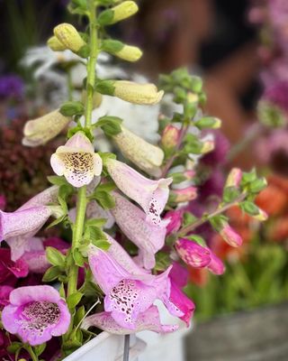 Evanston Farmers' Market by null