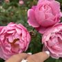 Photo of International Rose Test Garden