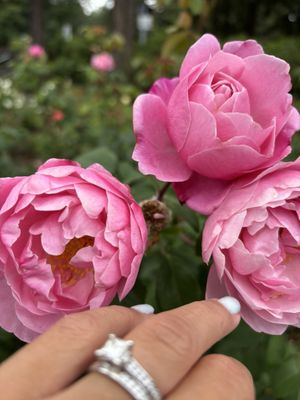 International Rose Test Garden by null International Rose Test Garden by null