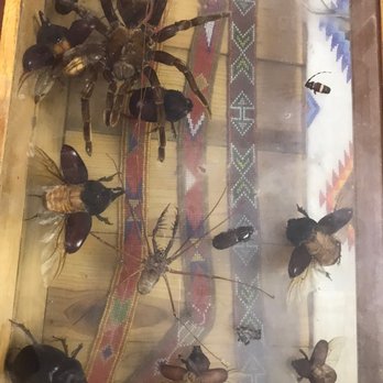 Indian Trail Trading Post - Bugs! - Antiques Near Me - Grants, New Mexico