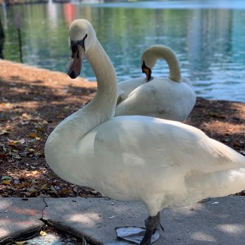 Lake Eola Park - Swans! - Parks Near Me - Orlando, Florida
