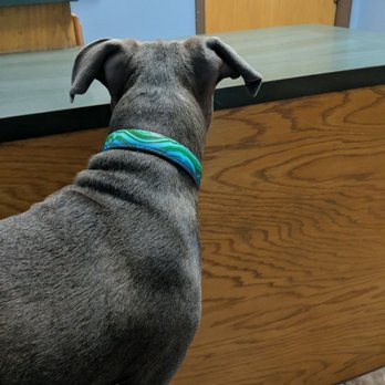 Lowell Veterinary Center - Veterinarians Near Me - Lowell, Arkansas