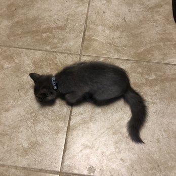 Top Cat & Tails - After Grooming treat at home. - Pet Groomers Near Me - Nashville, Tennessee Top Cat & Tails - After Grooming treat at home. - Pet Groomers Near Me - Nashville, Tennessee
