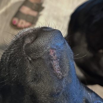 Vintage Sixx Kennels - Larger injury to my other dog's nose. - Dog Walkers Near Me
