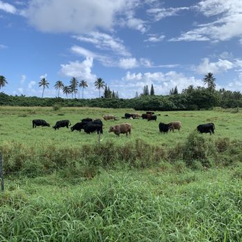 Kualoa Ranch - Tours Near Me - Kaneohe, Hawaii