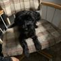 Photo of 2nd Chance Fur-Babies Animal Rescue