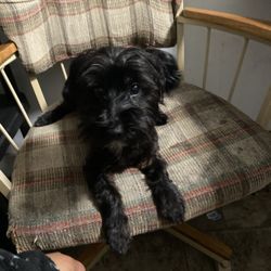 2nd Chance Fur-Babies Animal Rescue - His name is Oreo, he's a wonderful puppy, I can't have him with me anymore because I moved and they don't accept pets wherever I move
