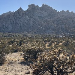 Mojave National Preserve - Tall