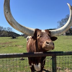 Arbuckle Wilderness - Big horn daddy bull