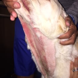 Beware.This is what happens to your dog if you leave them Custom Kare Kennel.Not only that,but owner will not even call me to discuss.