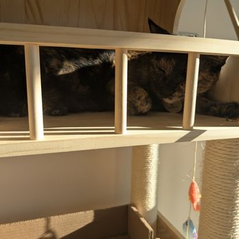 Luna Cat Collective - Pet Adoption Near Me - Ellicott City, Maryland