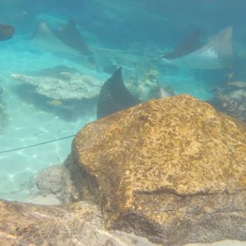 Discovery Cove - Amusement Parks Near Me - Orlando, Florida