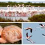 Photo of Camargue Safari