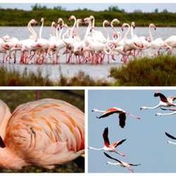 Camargue Safari - the famous pink flamingos