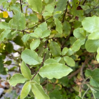 Salal Trail - Hiking Near Me - Gualala, California