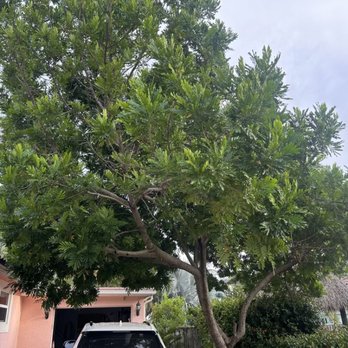 Arbor Treez - Crown Reduction. Tree Pruning - Tree Services Near Me