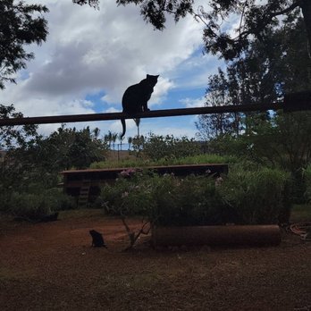 Lanai Cat Sanctuary - Animal Shelters Near Me - Lanai City, Hawaii Lanai Cat Sanctuary - Animal Shelters Near Me - Lanai City, Hawaii