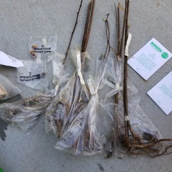 Burgess Seed and Plants - Raspberry "sticks" - Nurseries & Gardening Near Me - Bloomington, Illinois Burgess Seed and Plants - Raspberry "sticks" - Nurseries & Gardening Near Me - Bloomington, Illinois