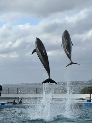 Okinawa Churaumi Aquarium by null